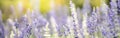 Closeup of purple Lavender flower on blurred gereen background under sunlight with copy space using as background natural plants Royalty Free Stock Photo