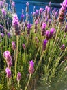 Closeup of purple lavender flowers