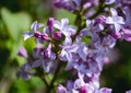 Closeup of purple lilac buds against the background of open petals and other buds