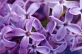 Closeup of purple lilac flower