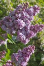Closeup, purple lilac or Syringa vulgaris over sunny foliage background Royalty Free Stock Photo