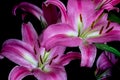 Closeup of a purple lily blossom against a black background Royalty Free Stock Photo