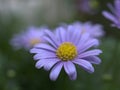 Closeup purple little daisy flower with blurred background soft focus and blurred for background ,macro image