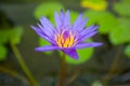 Closeup purple lotus flower in pound at the garden Royalty Free Stock Photo