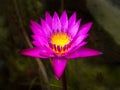 Closeup purple lotus in the pool 003