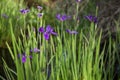 Closeup purple Louisiana iris wildflowers in soft sunlight