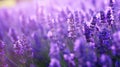 closeup purple macro background macro