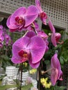 Closeup of Purple Magenta Orchid