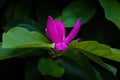 Purple magnolia flower on branch Royalty Free Stock Photo