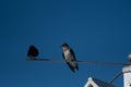 Closeup of purple martins (Progne subis) on a thin pole of a birdhouse against blue sky