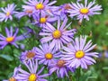 Purple flowers of Aster amellus Rudolf goethe Royalty Free Stock Photo