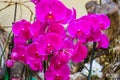 Closeup of purple moth orchid flowers, popular cultivated flowers from Asia, nature background Royalty Free Stock Photo