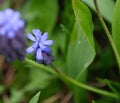 Closeup of a purple muscary flower in a lush green field