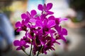 Closeup purple orchid on blurry background