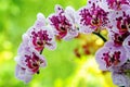 Closeup of purple orchid Royalty Free Stock Photo