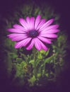 Closeup of a purple osteospermum, purple african daisy Royalty Free Stock Photo