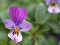 Closeup purple pansy flower with water drops in garden Royalty Free Stock Photo