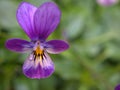 Closeup purple pansy flower with water drops in garden Royalty Free Stock Photo