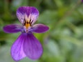 Closeup purple pansy flower with water drops in garden Royalty Free Stock Photo