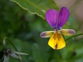 Closeup purple pansy flower with water drops in garden Royalty Free Stock Photo