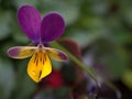 Closeup purple pansy flower with water drops in garden Royalty Free Stock Photo