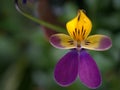 Closeup purple pansy flower with water drops in garden Royalty Free Stock Photo