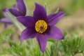 Purple pasque flower (Genus pulsatilla).