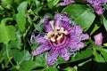 Closeup of purple passiflora flower Royalty Free Stock Photo