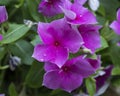 Closeup of a purple periwinkles, catharanthus rosea Royalty Free Stock Photo