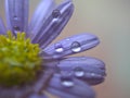 Closeup purple petal of daisy flower with water drop on pink  background soft focus and blurred for background ,macro image Royalty Free Stock Photo
