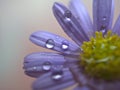 Closeup purple petal of daisy flower with water drop on pink  background soft focus and blurred for background ,macro image Royalty Free Stock Photo