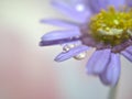 Closeup purple petal of daisy flower with water drop on pink  background soft focus and blurred for background ,macro image Royalty Free Stock Photo