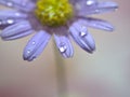 Closeup purple petal of daisy flower with water drop on pink  background soft focus and blurred for background ,macro image Royalty Free Stock Photo