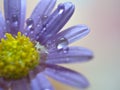 Closeup purple petal of daisy flower with water drop on pink  background soft focus and blurred for background ,macro image Royalty Free Stock Photo