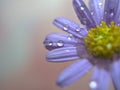 Closeup purple petal of daisy flower with water drop on pink  background soft focus and blurred for background ,macro image Royalty Free Stock Photo