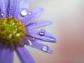 Closeup purple petal of daisy flower with water drop on pink  background soft focus and blurred for background ,macro image Royalty Free Stock Photo