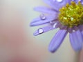 Closeup purple petal of daisy flower with water drop on pink  background soft focus and blurred for background ,macro image Royalty Free Stock Photo