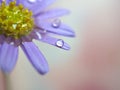 Closeup purple petal of daisy flower with water drop on pink  background soft focus and blurred for background ,macro image Royalty Free Stock Photo