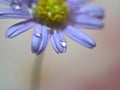 Closeup purple petal of daisy flower with  water drops on yellow   background soft focus and blurred for background ,macro image Royalty Free Stock Photo