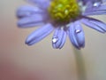 Closeup purple petal of daisy flower with water drops on pink  background soft focus and blurred for background ,macro image Royalty Free Stock Photo