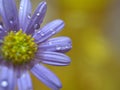 Closeup purple petal of daisy flower with water drops on pink  background soft focus and blurred for background ,macro image Royalty Free Stock Photo