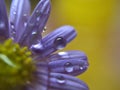 Closeup purple petal of daisy flower with water drops on pink  background soft focus and blurred for background ,macro image Royalty Free Stock Photo
