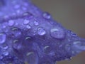 Closeup purple petal of petunia flower with water drops  soft focus and blurred for background ,macro image Royalty Free Stock Photo