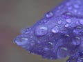 Closeup purple petal of petunia flower with water drops  soft focus and blurred for background ,macro image Royalty Free Stock Photo