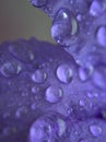 Closeup purple petal of petunia flower with water drops  soft focus and blurred for background ,macro image Royalty Free Stock Photo