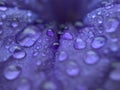 Closeup purple petal of petunia flower with water drops  soft focus and blurred for background ,macro image Royalty Free Stock Photo