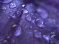 Closeup purple petal of petunia flower with water drops  soft focus and blurred for background ,macro image Royalty Free Stock Photo