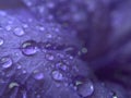 Closeup purple petal of petunia flower with water drops  soft focus and blurred for background ,macro image Royalty Free Stock Photo