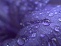 Closeup purple petal of petunia flower with water drops  soft focus and blurred for background ,macro image Royalty Free Stock Photo