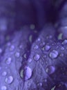 Closeup purple petal of petunia flower with water drops  soft focus and blurred for background ,macro image Royalty Free Stock Photo